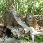 Ein Zaun mit Bäumen im Hintergrund.