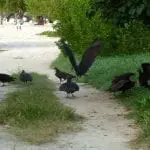 Eine Gruppe schwarzer Geier hat sich auf einem sandigen, grasbewachsenen Weg versammelt. Ein Geier hat seine Flügel ausgebreitet, während andere auf dem Boden picken. Im Hintergrund sind Bäume und Strandstühle zu sehen, auf denen ein paar Menschen spazieren gehen. Die Szene ist tropisch und natürlich.