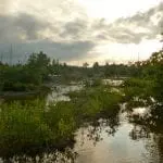Eine ruhige Feuchtgebietsszene bei Sonnenuntergang oder Sonnenaufgang. Ein leicht bewölkter Himmel wirft sanftes Licht auf das Wasser. Üppige grüne Vegetation und vereinzelte Bäume spiegeln sich im Wasser. Die Atmosphäre ist ruhig und friedlich, mit einem natürlichen, ungestörten Gefühl.