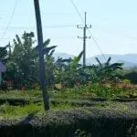 Ein üppiger, grüner Garten mit sauber geschnittenen Hecken im Vordergrund ist umgeben von farbenfrohen tropischen Pflanzen und Bananenstauden – eine idyllische Kulisse für einen Familienurlaub. Stromleitungen erstrecken sich über die Szene, und in der Ferne sind Berge vor einem klaren blauen Himmel zu erkennen. Links ist ein kleines Gebäude mit rosa Dach teilweise sichtbar.