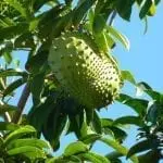 Nahaufnahme einer Stachelannone, die an einem belaubten Ast vor einem klaren blauen Himmel hängt – perfekt für einen Familienurlaub. Die Frucht ist oval mit einer stacheligen grünen Oberfläche, umgeben von glänzenden Blättern, die im Sonnenlicht wunderschön hervorgehoben werden und die lebendigen Details der Natur einfangen.