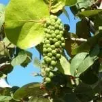 Eine Weintraube an einem Baum.