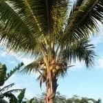 Eine hohe Kokospalme mit Kokosnussbüscheln unter ihren Wedeln ragt stolz vor einem klaren blauen Himmel hervor, an dem vereinzelte Wolken vorbeiziehen. Üppiges grünes Laub bildet einen lebendigen Kontrast und schafft die perfekte Kulisse für Familienzeit während eines tropischen Urlaubs.