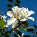 Nahaufnahme zweier weißer Orchideenblüten an schlanken Stielen mit länglichen gelblichen Staubgefäßen vor einem strahlend blauen Himmel – die perfekte Inspiration für einen Familienausflug. Grüne Blätter mit glatten Rändern umgeben die Blüten und verleihen dieser ruhigen Naturszene kontrastierende Farben und Tiefe.