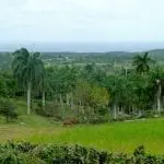 Die üppige Landschaft mit ihren hohen Palmen bietet die perfekte Kulisse für einen Familienausflug. Im Vordergrund grast ein Pferd auf einer Wiese, während sich hinter den Bäumen weites Grün erstreckt, bis der Himmel auf einen schwachen Blick auf das Meer unter leichten Wolken trifft – ideal für Reisen mit Kind.