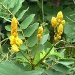 Schwarz-Weiß-Bild einer Pflanze mit länglichen Knospen- oder Blütenbüscheln, die an einen ruhigen Familienurlaub erinnern. Die Büschel stehen aufrecht und sind von breiten, ovalen Blättern umgeben, die vor einem dichten Laubhintergrund Tiefe und Struktur verleihen. Der untere Teil weist ein graues Band auf.