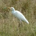 Ein weißer Kuhreiher steht auf einer Wiese – eine ideale Kulisse für Familienzeit. Der gelbe Schnabel des Vogels bildet einen Kontrast zum hohen, trockenen Gras. Sein überwiegend weißes Gefieder weist einen Hauch Gelb um den Kopf auf und unterstreicht so die Ruhe der Natur – eine heitere Kulisse für einen echten Familienurlaub.