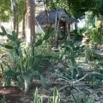 Ein üppiger Garten mit verschiedenen Kakteen und Sukkulenten lädt zum Entdecken ein. Perfekt für die Familienzeit: Eine strohgedeckte Hütte ist teilweise sichtbar, eingebettet zwischen hohen Bäumen. Sonnenlicht fällt durch und wirft gesprenkelte Schatten auf den gewundenen Pfad, der Familien auf eine bezaubernde Reise führt.