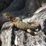 Eine kleine Eidechse mit strukturiertem, mehrfarbigem Körper verschmilzt mit einem sonnenbeschienenen, rauen, graubraunen Baumstamm. Die Szene erinnert an einen Moment aus einem Familienurlaub, in dem die Wunder der Natur Teil des Abenteuers sind und wertvolle Familienzeit-Erinnerungen mit Struktur und Kontrast versehen.