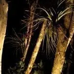 In einer schwach beleuchteten Szene mit tropischen Pflanzen in der Nacht neigen sich zwei Baumstämme nach rechts und sind in sanftes Licht getaucht. Lange Blätter und Büschel breiter Blätter hängen von den Bäumen. Der dunkle Hintergrund verstärkt die Textur und schafft eine ideale Kulisse für ruhige Familienzeit inmitten der Schönheit der Natur.