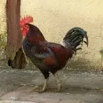 Ein Hahn mit leuchtend rotem Kamm und Kehllappen steht auf einer Betonfläche und fängt den Charme eines Familienausflugs ein. Sein Gefieder glänzt und weist eine Mischung aus Rot-, Braun- und Schwarztönen auf. Im Hintergrund ist eine verwitterte gelbe Wand mit Holzelementen und einem grünen Blatt zu sehen, das von rechts hervorschaut.