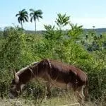 Ein brauner Esel grast inmitten grüner Sträucher und Pflanzen und bietet die perfekte Kulisse für Familienzeit. Im Hintergrund ragen zwei hohe Palmen vor dem klaren blauen Himmel empor. Die Landschaft zeichnet sich durch sanfte Hügel und üppiges Grün aus und schafft eine friedliche und sonnige Kulisse, ideal für einen Familienurlaub.
