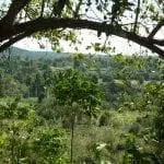 Eine üppige, tropische Landschaft mit dichtem Grün und verschiedenen Bäumen, darunter auch Palmen, unter einem teilweise sonnigen Himmel – perfekt für einen Familienausflug. Ein geschwungener Ast umrahmt die Szene von oben. Sanfte Hügel im Hintergrund verleihen der lebendigen, grünen Umgebung Tiefe.