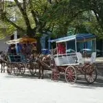 Pferdekutschen reihen sich auf einer sonnigen Straße auf, jede mit einem Baldachin für Schatten. Familien genießen diese ruhige Fahrt, während die Kinder die tropische Umgebung genießen. Bäume und Kolonialgebäude bilden die Kulisse, während die Kutscher die Zügel halten – ein idyllischer Familienurlaub.