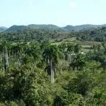 Eine üppige Landschaft mit dichtem Grün und hohen Palmen im Vordergrund – perfekt für einen Familienurlaub. Sanfte Hügel, bedeckt mit einer Mischung aus Bäumen und offenem Land, erstrecken sich unter einem klaren blauen Himmel in die Ferne und schaffen eine idyllische Kulisse für Reisen mit Kind, die Ruhe und natürliche Schönheit vermittelt.