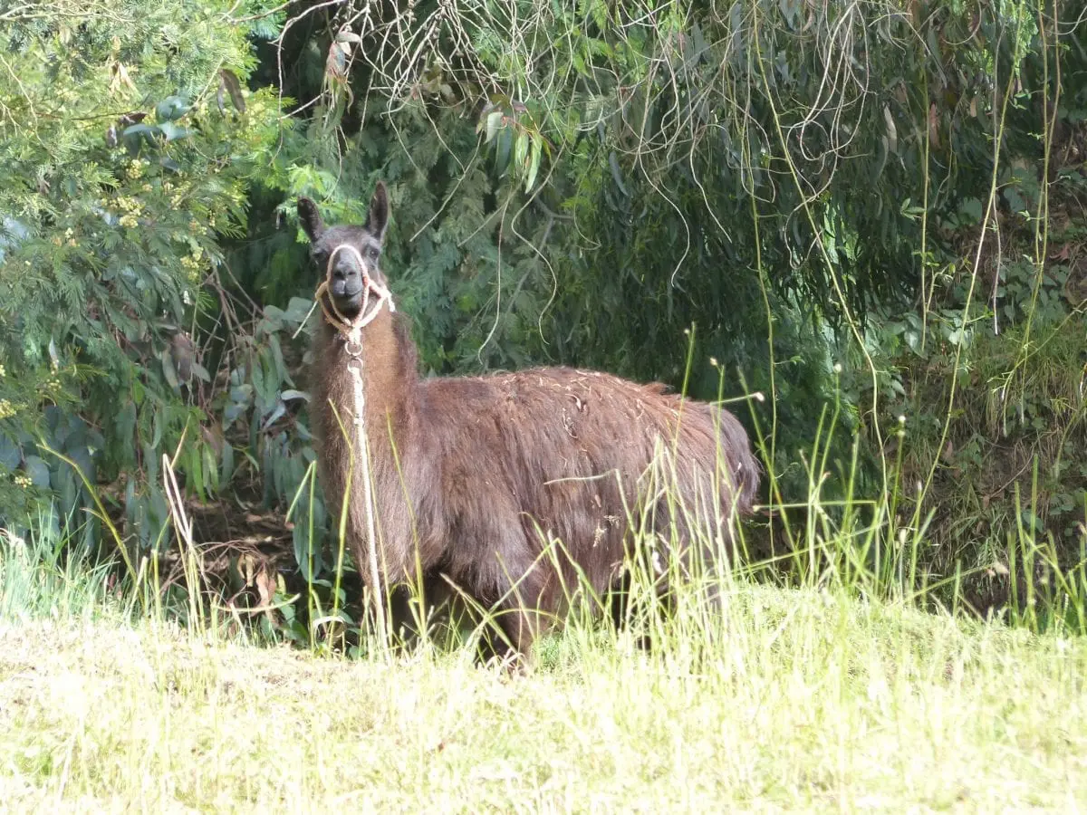 Ecuador mit Kind - das erste Lama sehen wir in Incapirca