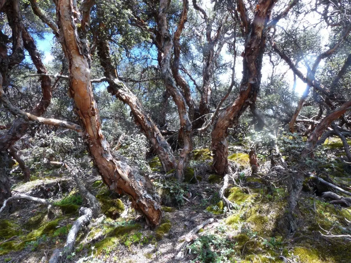 Ecuador mit Kind - Polilepiswald bei Riobamba