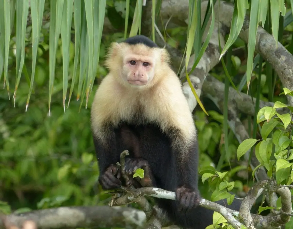 Kapuzineräffchen Kinder Panamareise
