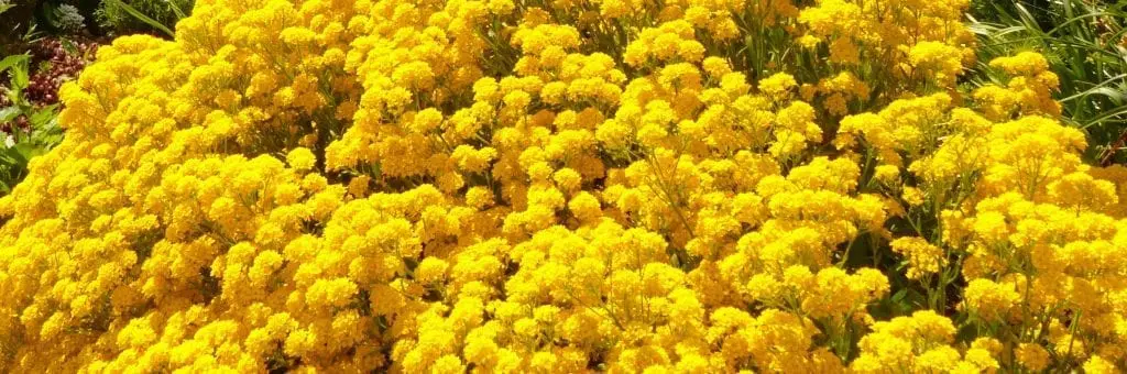 Eine leuchtend gelbe Blütenpracht in voller Blüte erinnert an einen Familienurlaub. Dicht an dicht stehen die kleinen, runden Blütenblätter, umgeben von üppigen grünen Blättern. Sonnenlicht hebt ihre leuchtenden Farben hervor und schafft eine fröhliche und lebendige Atmosphäre – perfekt für einen Familienausflug.
