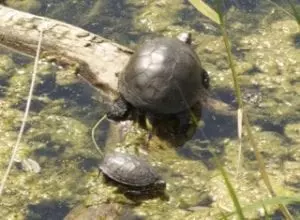 Blumberger Mühle mit Kindern