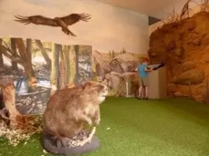 Bild einer Ausstellung zum Thema Wildtiere, ideal für einen Familienausflug. Sie zeigt ein realistisches Bibermodell auf grünem Kunstrasen. Ein Wandbild mit einer Waldszene und einem hochfliegenden Adler schmückt die Wand, während im Hintergrund eine Person mit einem Schaustück interagiert.