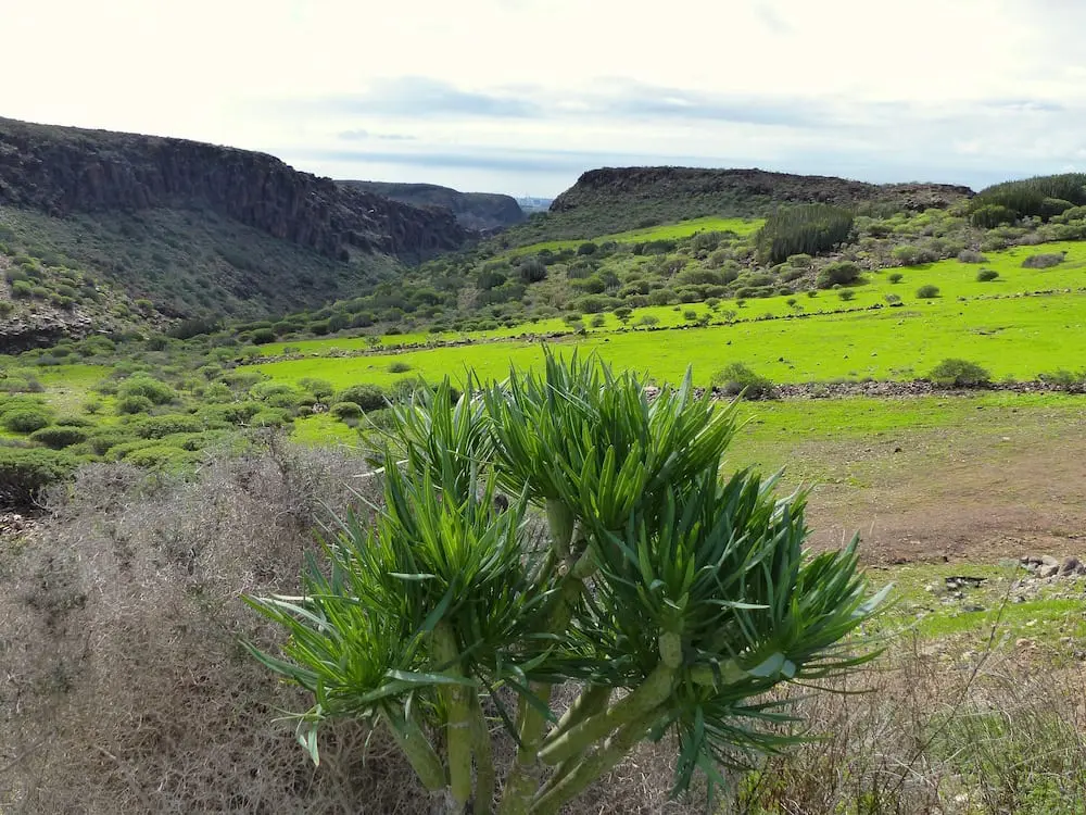 gran-canaria-mit-kindern-individuell-tabaiba