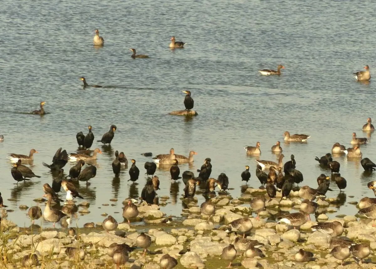 Wildgänse, Kraniche und Kormorane auf dem Grimnitzsee in der Uckermark 