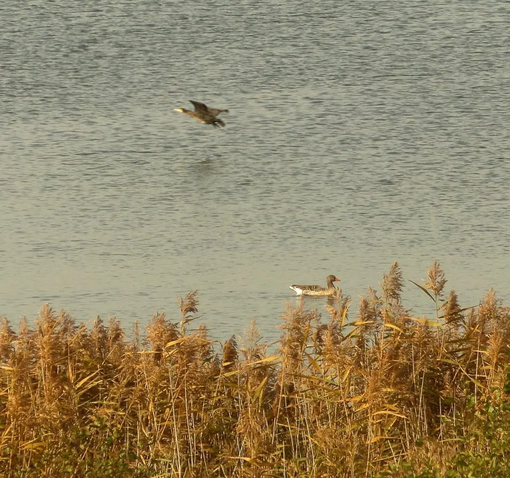 Uckermark Schorfheide mit Kindern - Kranichflug