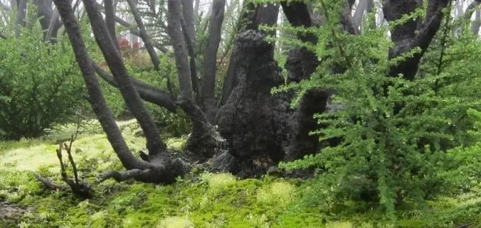 Grün überwucherter Boden um nasse schwarze Baumstämme und dichtes Buschwerk im Nebelwald des Nationalpark Garajonay auf La Gomera.