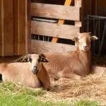 Zwei Schafe mit Ohrmarken ruhen auf Stroh in einem Holzstall – perfekt für einen Familienausflug. Das Schaf mit dem dunklen Gesicht liegt im Vordergrund, das mit dem hellen im Hintergrund. Sonnenlicht erhellt sanft Teile des Stalls und der Tiere. Draußen ist grünes Gras zu sehen, das neugierige Tiere zum Erkunden einlädt.