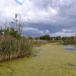 Eine ruhige Szenerie an einem Seeufer mit hohem Schilf und viel Grün unter bewölktem Himmel bietet die perfekte Kulisse für einen Familienausflug. Das mit Algen bedeckte Wasser bildet eine strukturierte Oberfläche. Bäume säumen den Horizont, und der ferne Himmel deutet auf einen bevorstehenden Sturm hin.