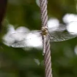 Nahaufnahme einer Libelle, die mit ausgebreiteten transparenten Flügeln auf einem vertikalen, gedrehten Seil sitzt. Der unscharfe grüne Hintergrund lässt Laub vermuten und erinnert an naturnahe Familienausflüge mit den Liebsten.