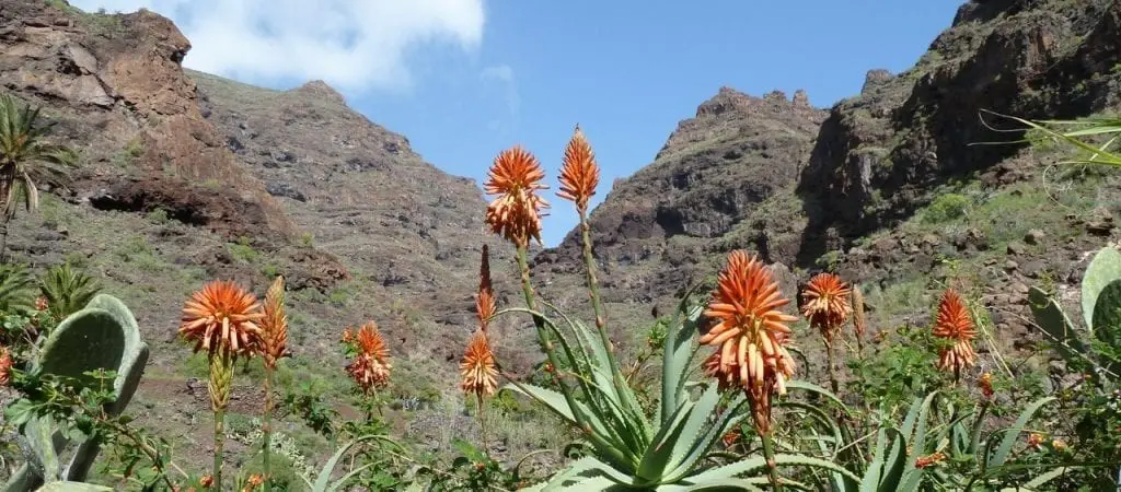 Gomera, Valle Gran Rey mit Kindern, Alleinreisender, Ausflüge Valle Gran Rey Gomera