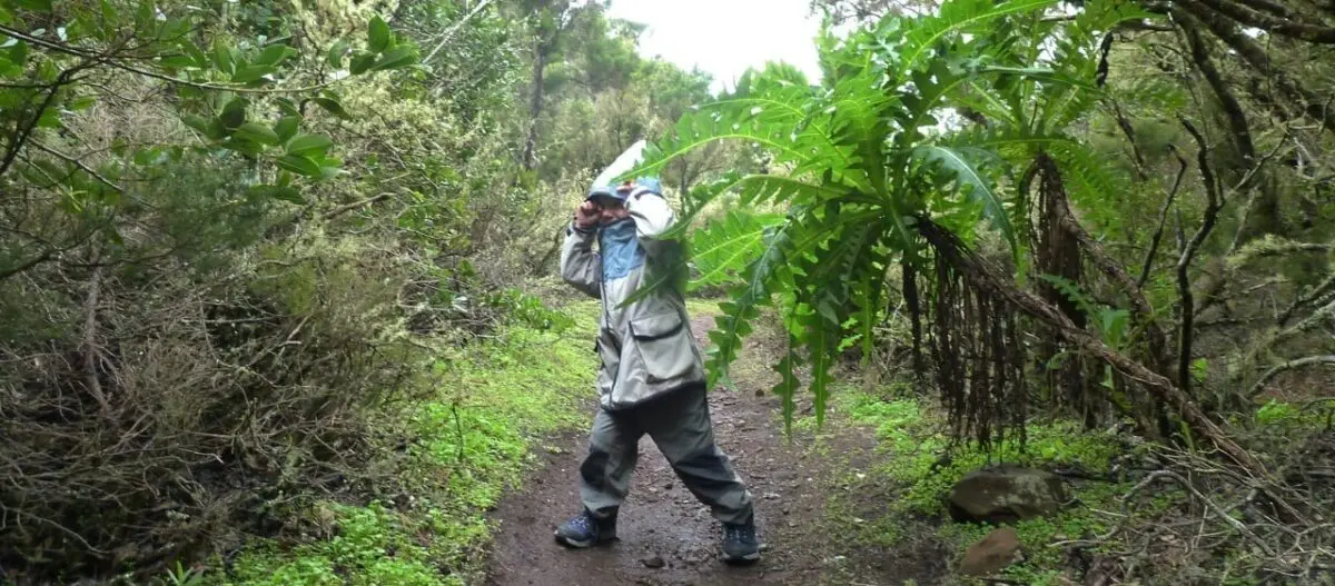 La Gomera Valle Gran Rey mit Kindern Alleinreisender Wandern Nebelwald, Nationalpark Garajonay Wandern Mit Kind auf La Gomera Kanarische Inseln