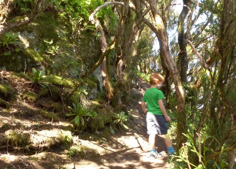 teneriffa-mit-kind-wandern-im-anagagebirge