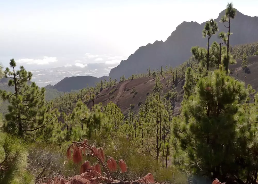 teneriffa-mit-kindern-kanarische-kiefern
