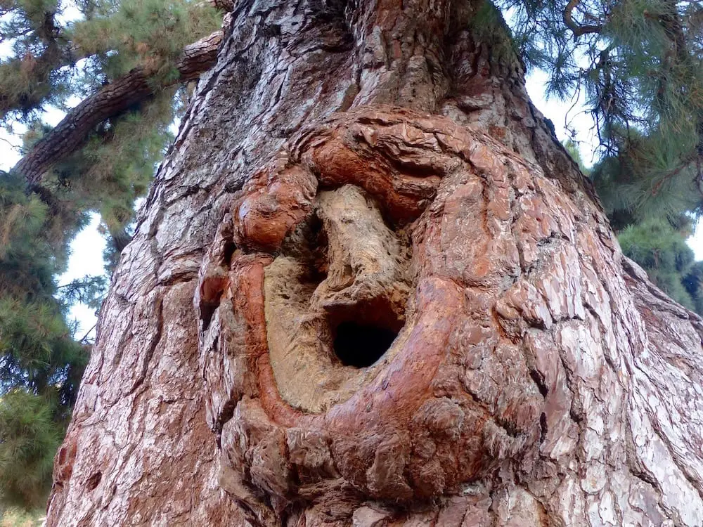 Fotoparade 2016-2 - gewachsen