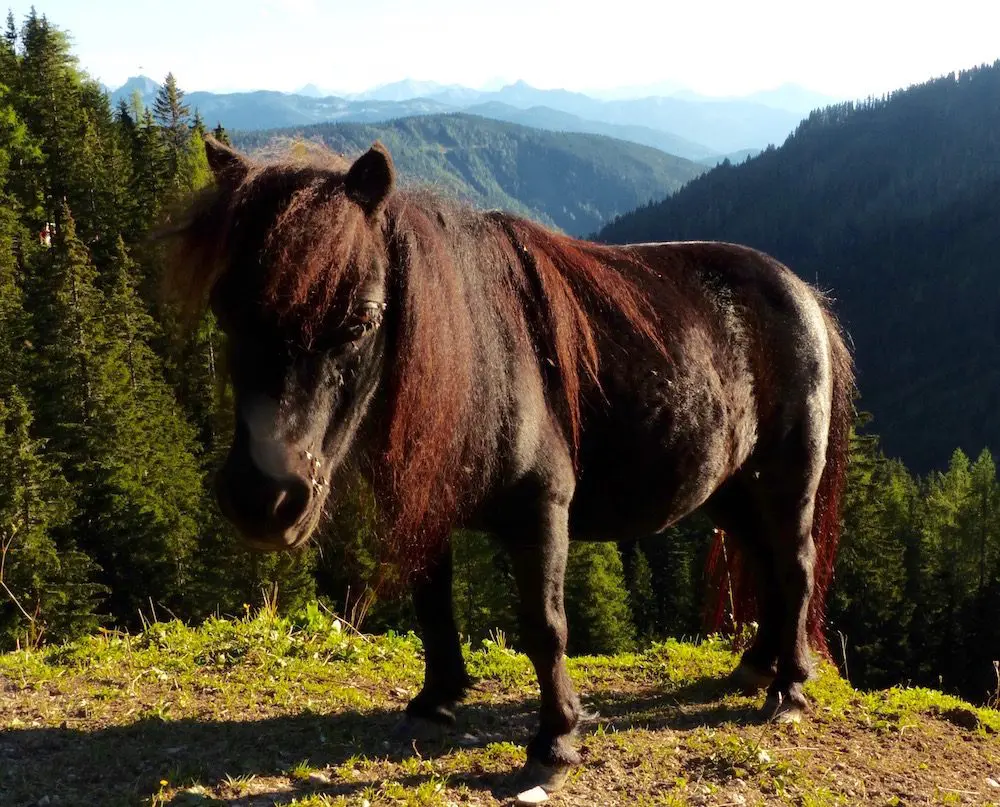 Fotoparade 2016-2 - tierisch