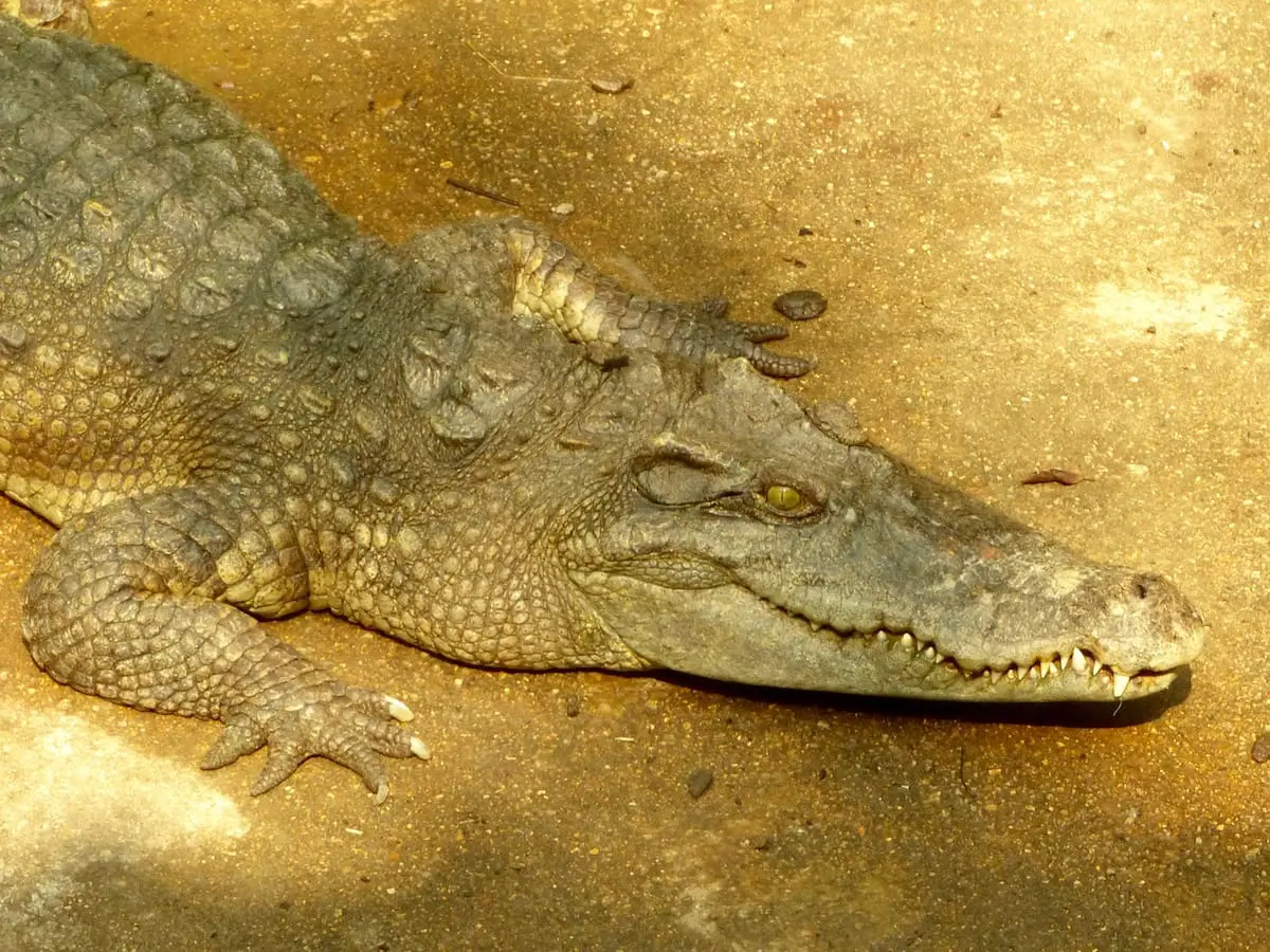 Krokodil im Snake House Sihanoukville - Ausflug bei der Kambodscha Familienreise mit Kindern in Kambodscha zur Schlangenfarm Sihanoukville