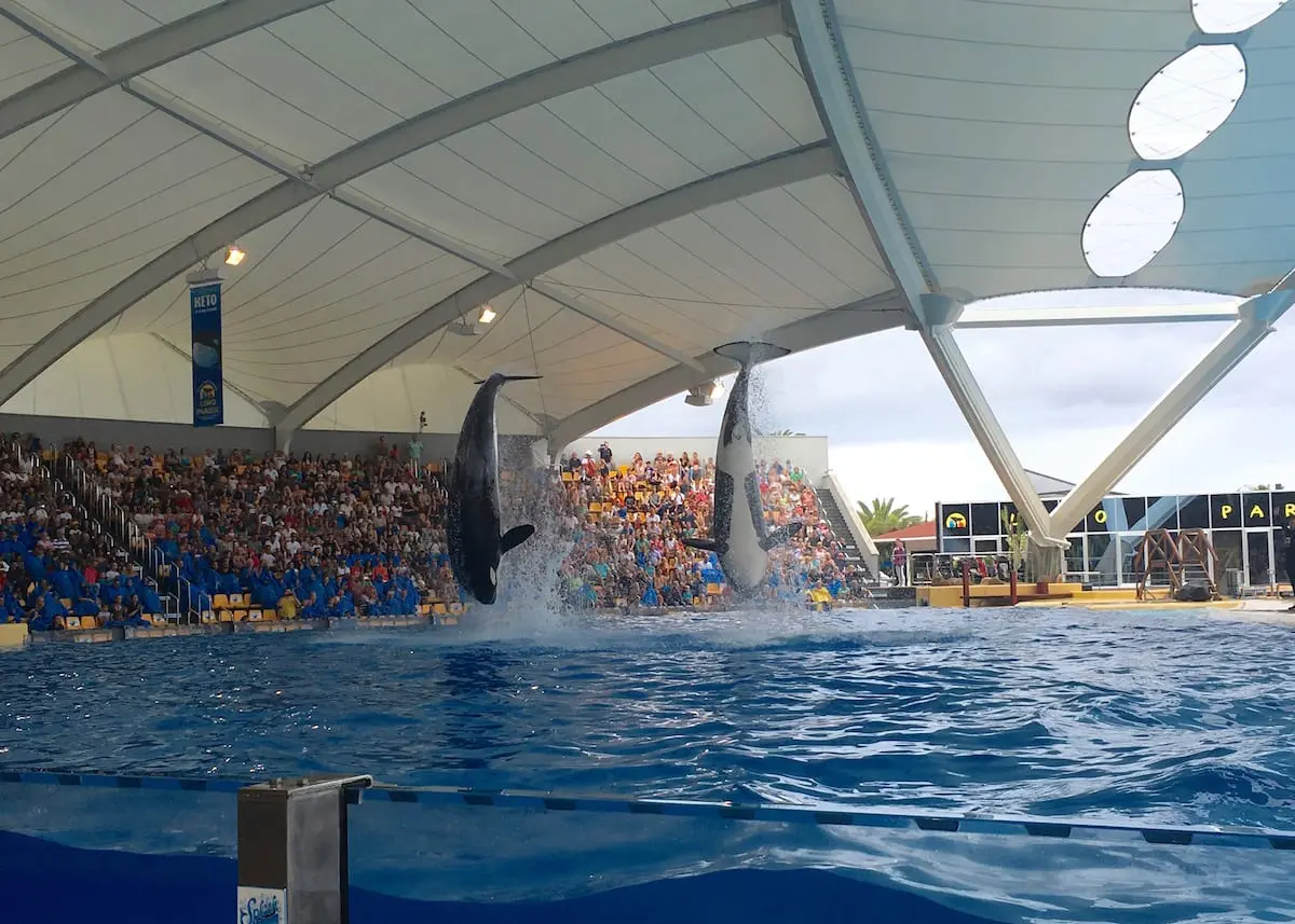 loro-parque-mit-kindern-auf-teneriffa-orcashow