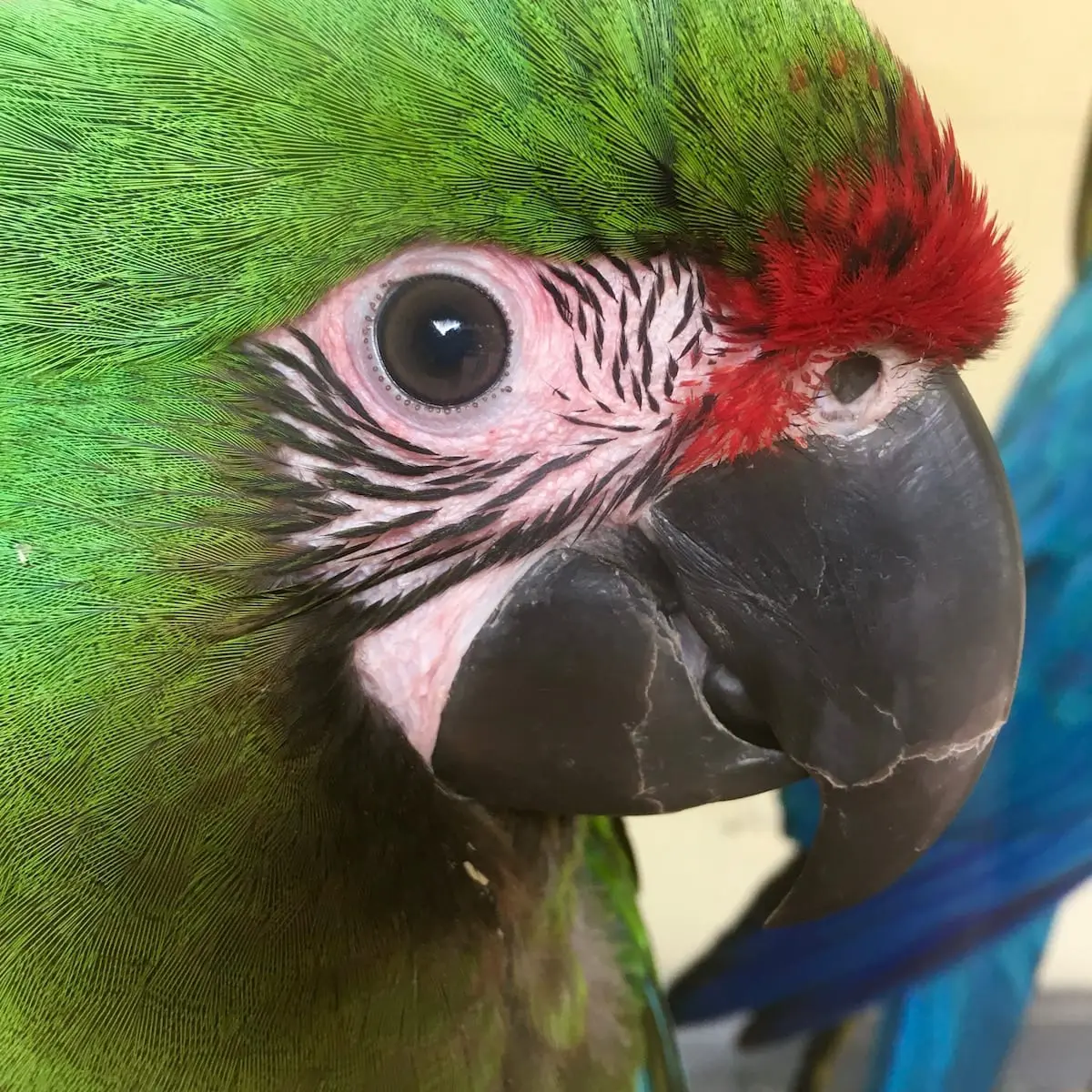 loro-parque-mit-kindern-auf-teneriffa-papagei