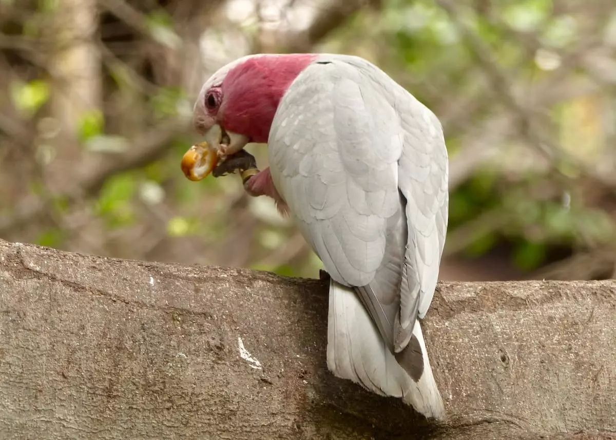 loro-parque-mit-kindern-auf-teneriffa-papagei2