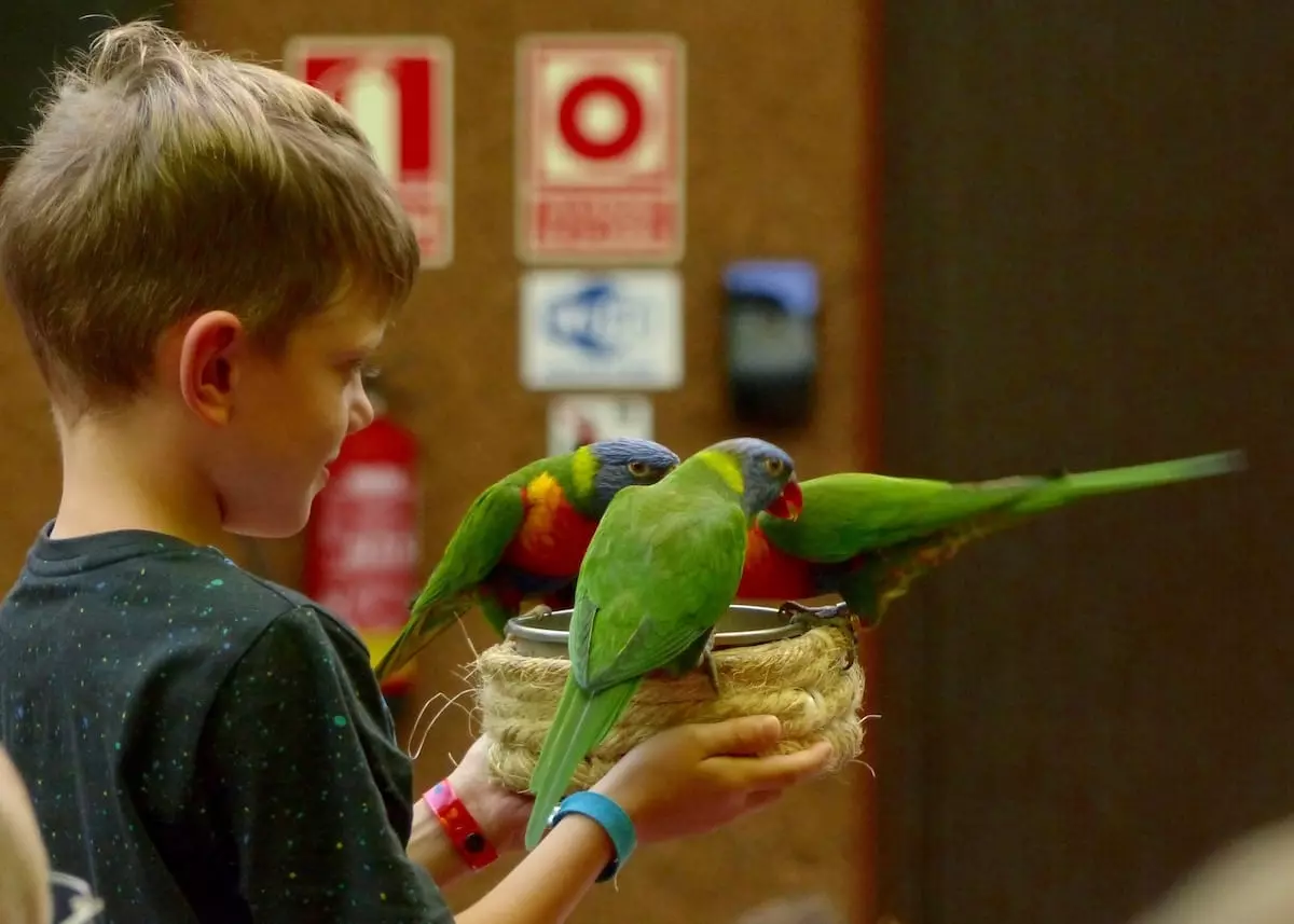 loro-parque-mit-kindern-auf-teneriffa-papageienshow