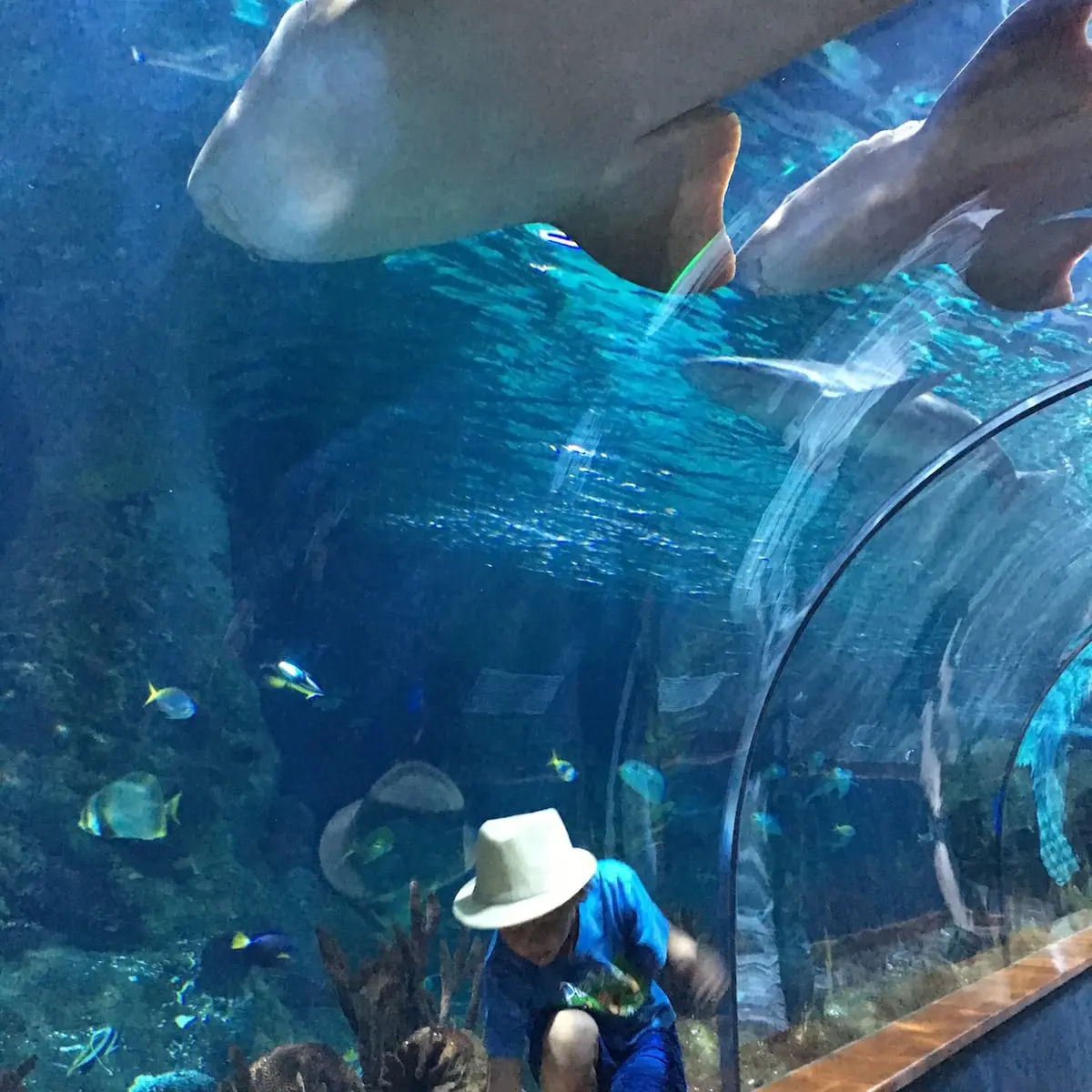 loro-parque-mit-kindern-auf-teneriffa-tunnelaquarium