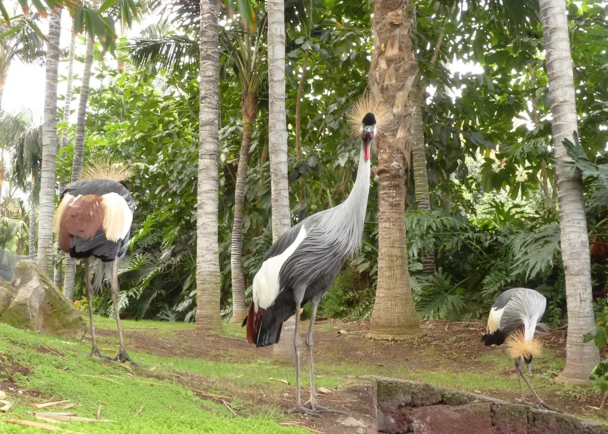 loro-parque-mit-kindern-auf-teneriffa-voegel