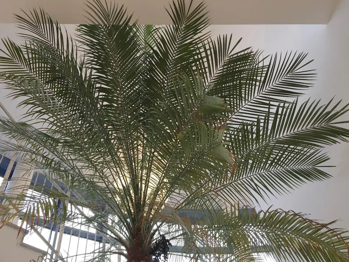 Sonnenlicht fällt durch hohe Palmwedel ins Innere des Gebäudes und bildet einen schönen Kontrast zur minimalistischen Architektur mit weißen Wänden und Fenstern. Es ist ein ruhiger Rückzugsort, der an einen Familienurlaub im Fichtelgebirge erinnert, wo Natur und Ruhe perfekt harmonieren.