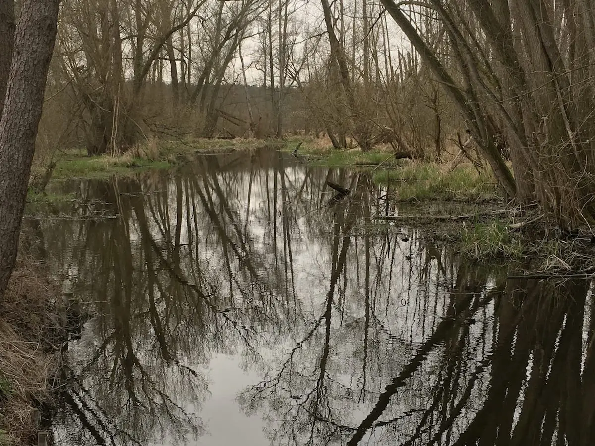Tegeler Fließ Berlin Wasserspiegelung Familienausflug Tegeler Fließ - immer am Bach entlang