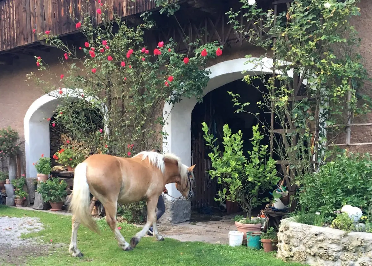 Bauernhof Mikl - Übernachten im Urlaub in Kärnten mit Kind