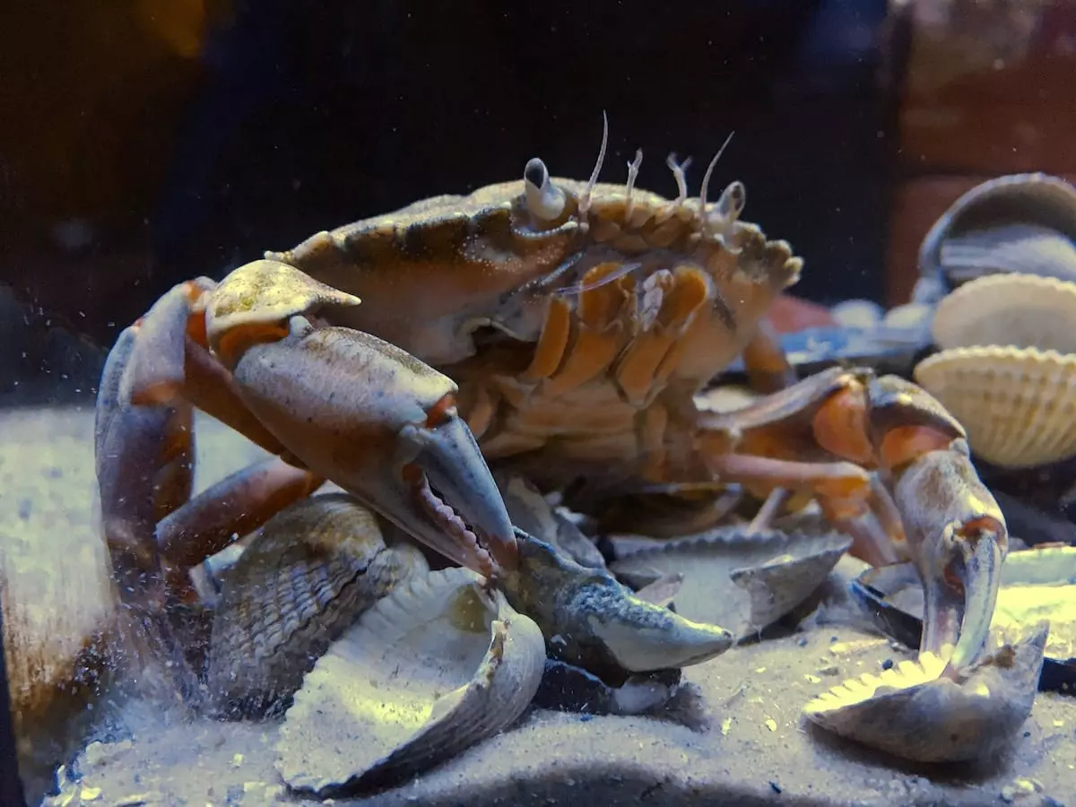 Norderney Aktivitäten mit Kindern - Strandkrabbe im Wattwelten Besucherzentrum