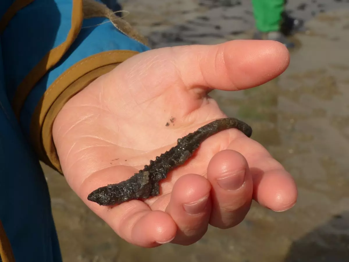 Norderney Aktivitäten mit Kindern - Wattwanderung mit Wattwurm